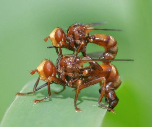 Réf. 345 186 : Sicus ferrugineus